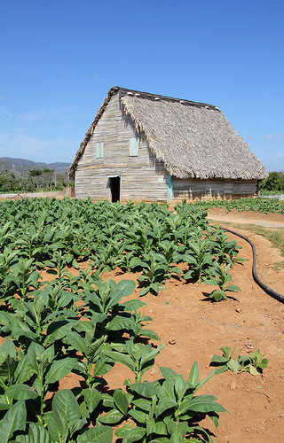 Tobacco barn in Cuba